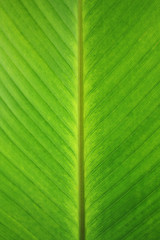 Banana leaves