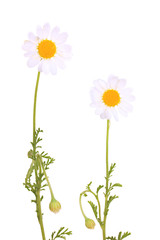 Small chamomiles isolated on white