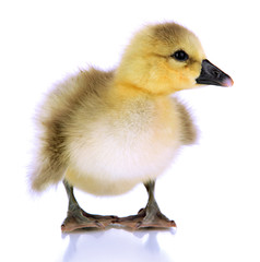 Little duckling isolated on white