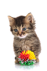 Small kitten play with toy isolated on white