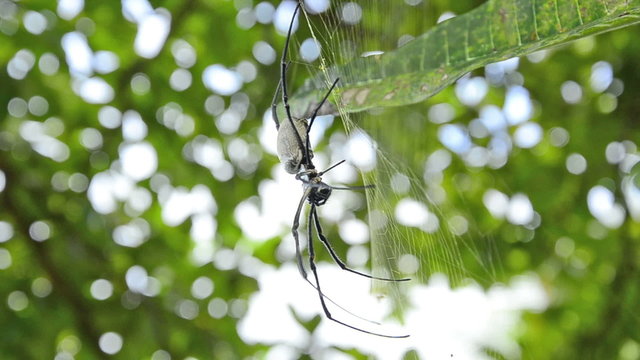 Nephila edulis or Golden Orb spider in Bali. About 10cm long