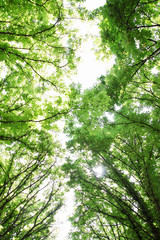 chestnut tree