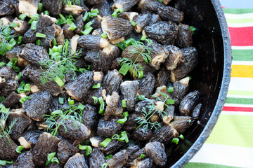 morels  close-up