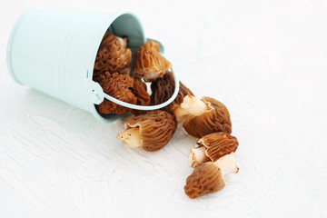 morels in bucket