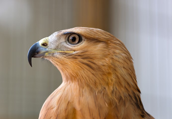 Young hawk