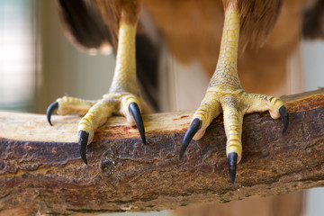 Obraz premium Eagle claws