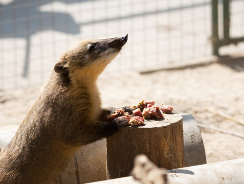 White-nosed Coati