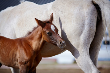 Fototapeta premium Foal with a mare.