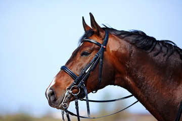 Portrait of a sports brown horse.