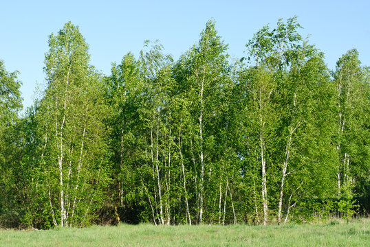 Fototapeta birch trees with green leaves on a background of blue sky