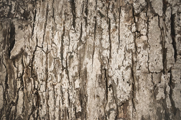 Obraz premium Wood bark texture