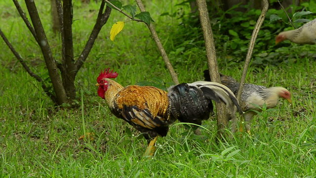 rooster and hens in a meadow, bali indonesia
