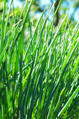 Young  onion  in garden.  Close-Up