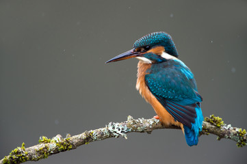 Kingfisher