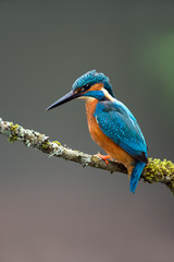 Kingfisher