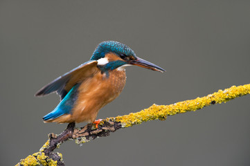 Kingfisher