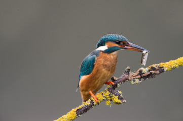 Kingfisher