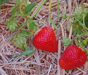 Erdbeeren auf Stroh