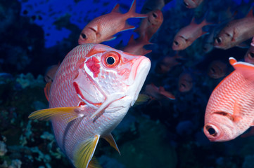 Sargocentron spiniferum, Giant squirrelfish