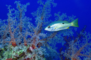 Lutjanus ehrenbergi, snapper over colorful soft corals