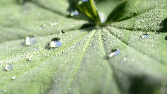 Blatt mit Tautropfen
