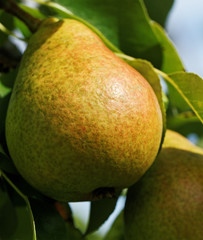 Pears on the branch.
