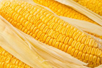 Yellow sweet corn for background