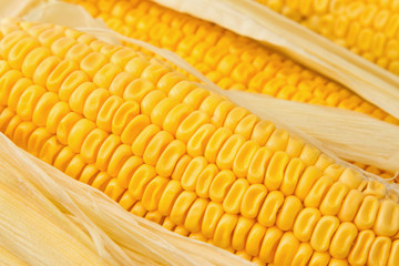 Yellow sweet corn for background