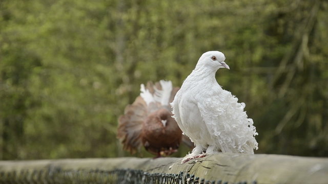 fantail pigeon in courtship with a curl pigeon