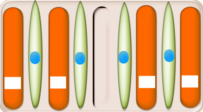 Ampollas