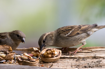 Passeri alla mangiatoia