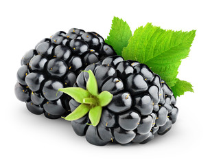 Isolated blackberries. Two blackberry fruits with leaf isolated on white background