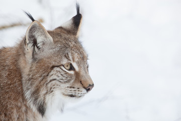 lynx portrait in winter