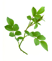 Rose leaves