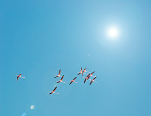 flamingos and sun