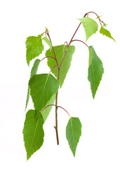 Birch branch