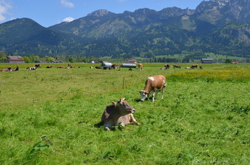 glückliche Kühe