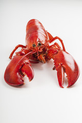 Raw lobster isolated