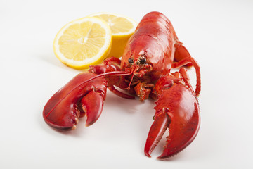 Raw lobster isolated