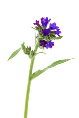 Blue wildflower isolated on white background