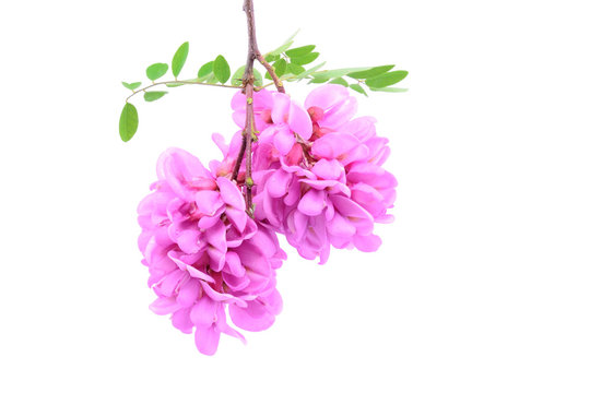 Pink Acacia Flower Isolated On White Background