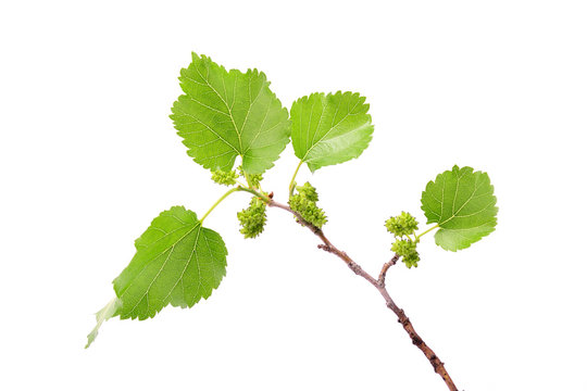 Unripe mulberries branch isolated on white background