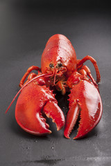 Raw lobster isolated