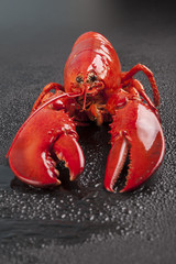 Raw lobster isolated