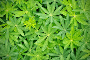 Lupinus leafs