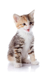 Fototapeta na wymiar Multi-colored small kitten sits on a white background.