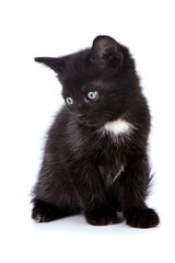 Black small kitten.