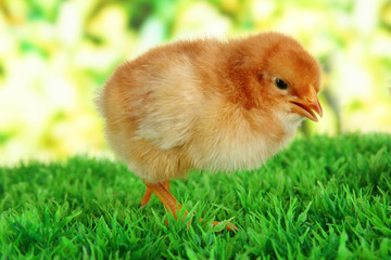 Little chicken on grass on bright background