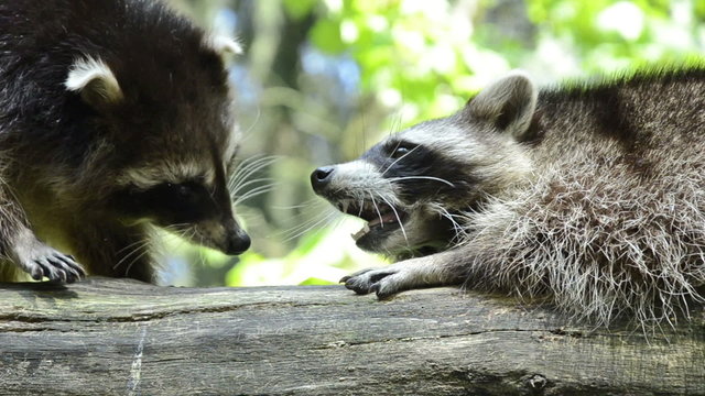 two raccoon meeting at a trunk - with dispute