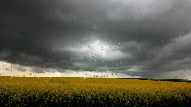 Schwarze Wolken und schwerer Regen &uuml;ber Rapsfeld